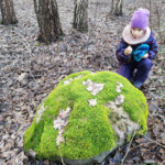 Šiaulių Valdorfo iniciatyvos mokykla Šiaulių Valdorfo iniciatyvos mokykla