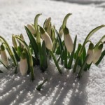 Šiaulių Valdorfo iniciatyvos mokykla Šiaulių Valdorfo iniciatyvos mokykla