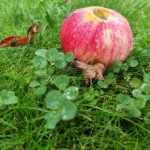 Šiaulių Valdorfo iniciatyvos mokykla Šiaulių Valdorfo iniciatyvos mokykla