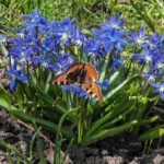 Šiaulių Valdorfo iniciatyvos mokykla Šiaulių Valdorfo iniciatyvos mokykla