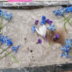 Šiaulių Valdorfo iniciatyvos mokykla Šiaulių Valdorfo iniciatyvos mokykla