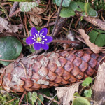 Šiaulių Valdorfo iniciatyvos mokykla Šiaulių Valdorfo iniciatyvos mokykla