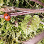 Šiaulių Valdorfo iniciatyvos mokykla Šiaulių Valdorfo iniciatyvos mokykla